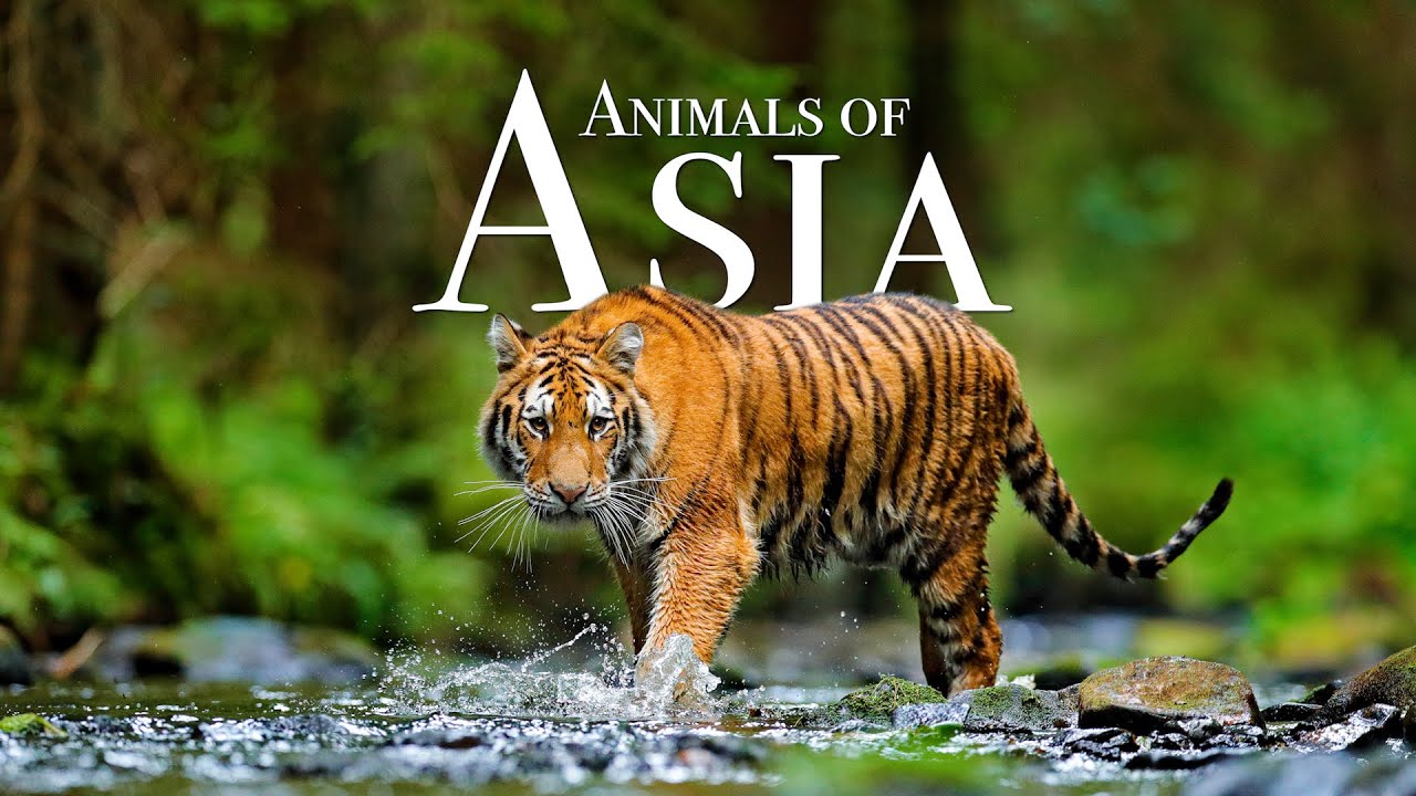 Animals Of Asia 4K - Scenic Wildlife Film With Calming Music