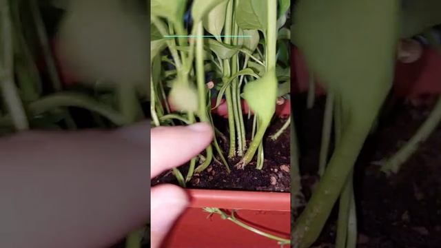 можно ли заглублять перец? смотреть онлайн