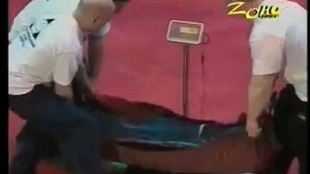 ХАЛАДЖИ рекорды ГИННЕСА в Цирке на ЦВЕТНОМ смотреть онлайн
