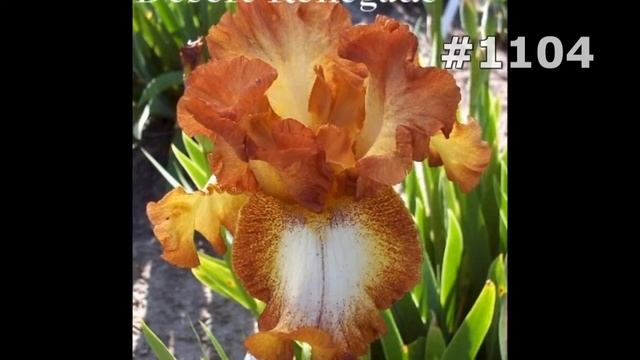 #1104. Ирисы - самые лучшие цветы смотреть онлайн