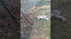охота на зайца охота в дагестане с русскими гончими