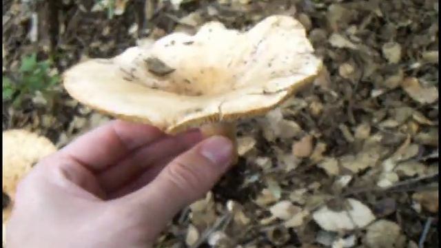 El Buscador de Setas. Capítulo 15: Clitocybe geotropa. Platera. смотреть онлайн