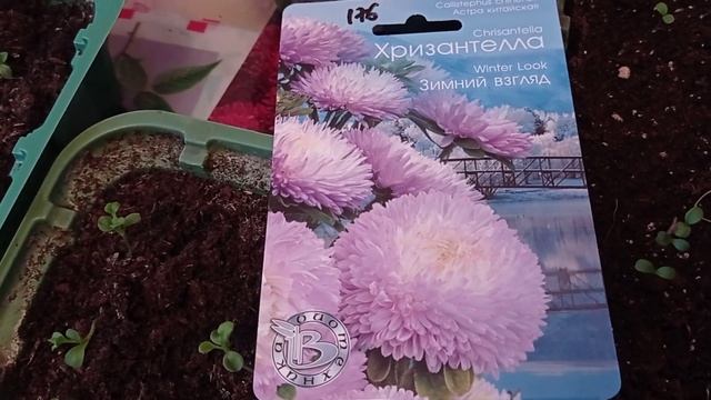 Как взошла астра Хризантелла. 02.03.22