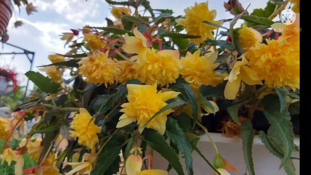 Как выбрать СОРТ бегонии беллеконии, наглядно советы и ПРОДАЖА от Ани, телефон в описании смотреть онлайн