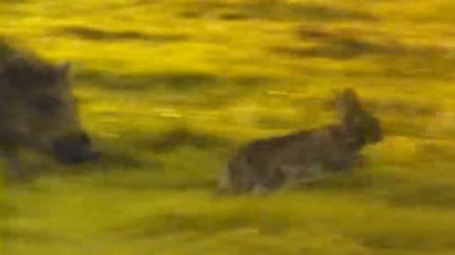 Кабан – настоящий бронированный трактор! Ловит рыбу, охотится на зайцев и ест оленей! смотреть онлайн