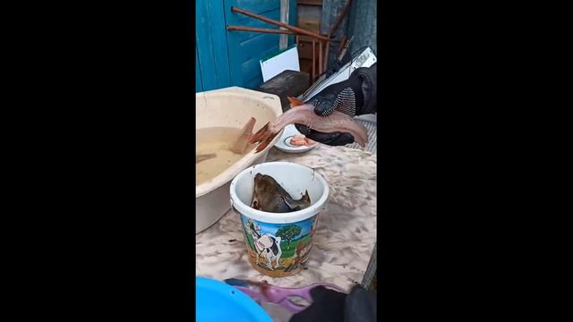 Хороший способ чистить рыбу смотреть онлайн