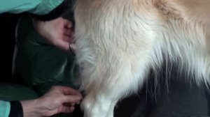 Golden retriever grooming-2/Стрижка золотистого ретривера-2