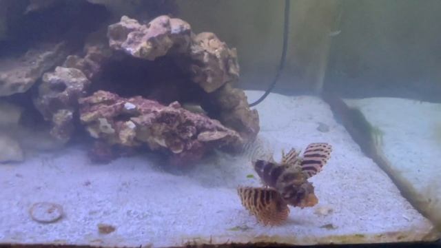 Pufferfish Lionfish & Grouper VS 100 Feeder Fish | Live Feeding смотреть онлайн