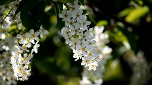 С. Рахманинов  Рапсодия - S. Rachmaninoff -  Rhapsody on a Theme of Paganini