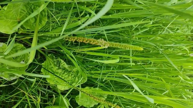 Подорожник - целебная травка.mp4