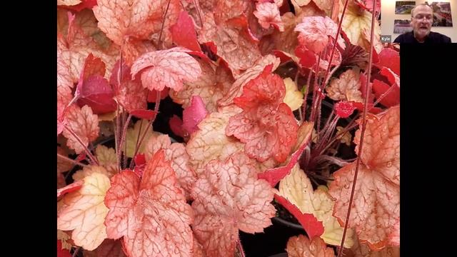 Pat Greeson - Heucheras for Midwest Gardens смотреть онлайн