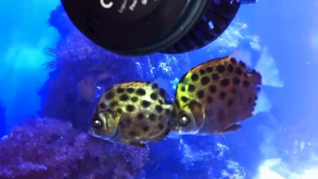 Скатофагус аргус зеленый (Scatophagus argus) смотреть онлайн