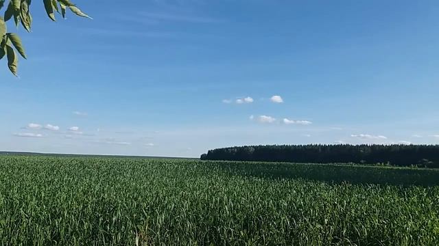 DUB TECHNO || Selection 035 || Field Of Green