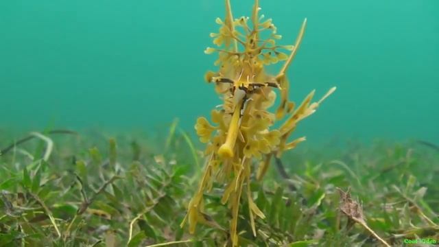 Морской конёк тряпичник (Leafy seadragon) смотреть онлайн