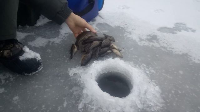 Зарыбление местного пруда смотреть онлайн