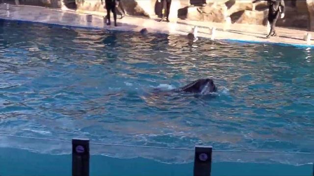 Dolphins dance lambada смотреть онлайн