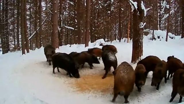 Семейство кабанчиков в дневное время смотреть онлайн