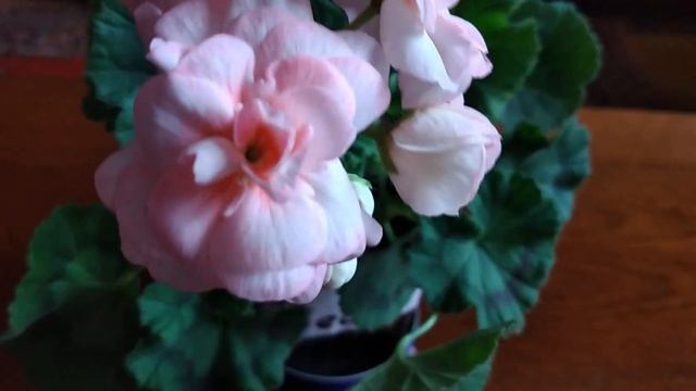 Принцесса Грейс - красивенная пеларгония, первое цветение 21 апреля 2022 года смотреть онлайн