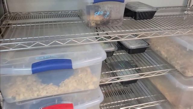 The Most Versatile, Budget Friendly, Expandable, DIY Snake Rack! смотреть онлайн
