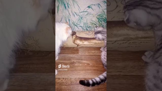 положила им подушечку чтобы они точили когти,а они её лижут🤦это же для когтей,а не для языка🤦.mp4