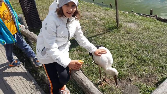 Вика в зоопарке в Барановичах гладит аиста. Лето 2021 смотреть онлайн