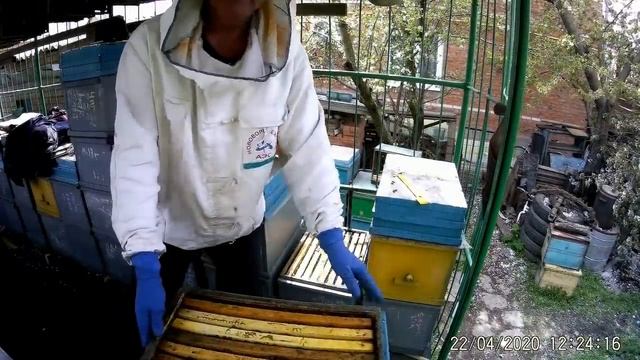 Белая акация через 20 дней.Ускоряем развитие пчела семей к Белой акации.Окупация пасеки Щурами. смотреть онлайн
