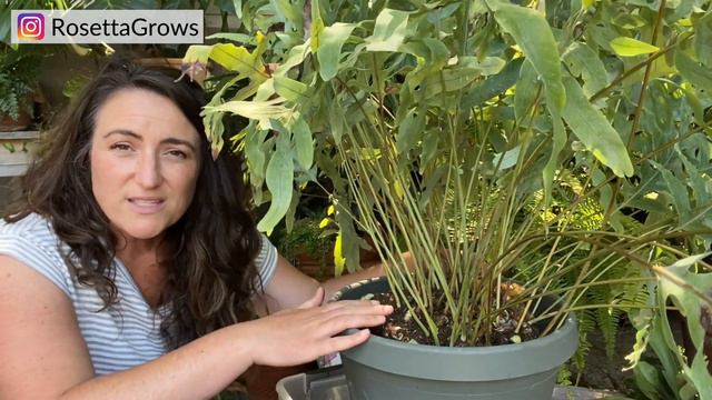Blue Star Fern Care and Repotting - MASSIVE FERN! смотреть онлайн