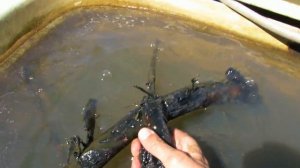 Аквариумные рыбки в садовом пруду.