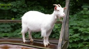 Домашние животные для детей. Учим голоса домашних животных