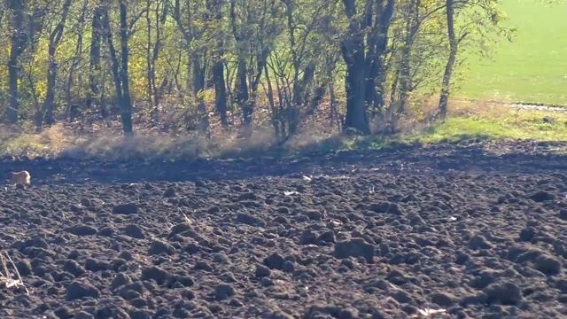 Охота с Тазы. Первопольный кобель работает один смотреть онлайн