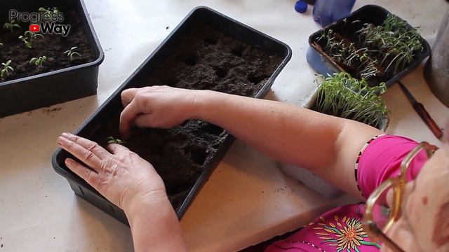 Обязательно Киньте Это При Посадке В Горшок! Любая рассада растет мощная без подкормок!