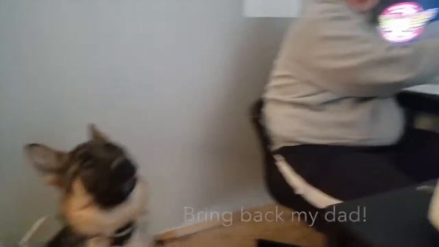 How MY GSD React to Dog in SIMS 4 смотреть онлайн