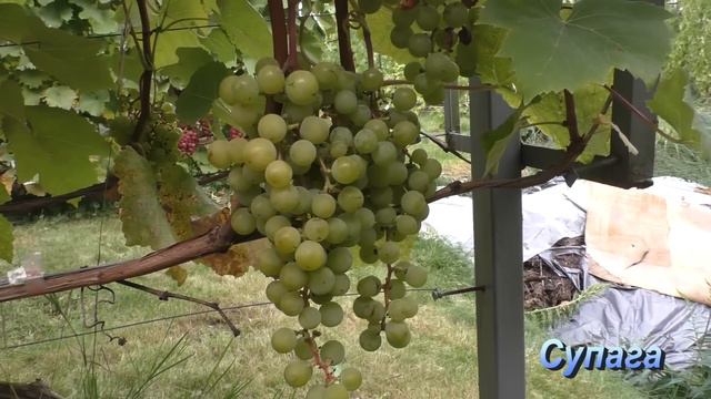 Кроме Изабеллы ничего не растет! Часть 2.Альтернативные сорта: синие, белые, розовые смотреть онлайн