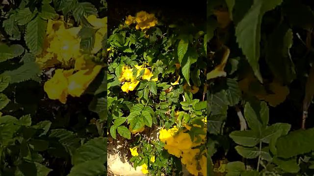 Текома или золотой колокольчик . смотреть онлайн