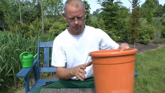 Buchsbaum Buxus Boxwood New Style