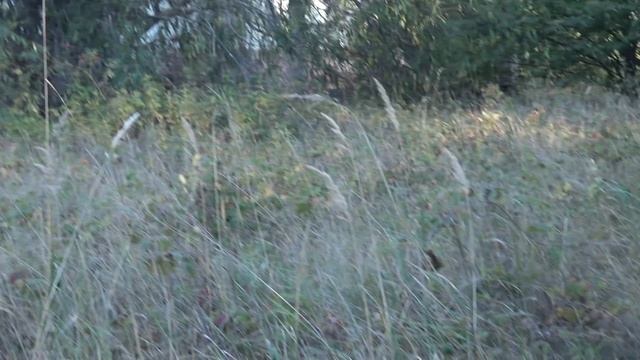 radioactive chernobyl wild zone: rabies in fox (бешеная лиса) смотреть онлайн