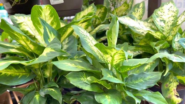 SPRING BIG BOX STORE PLANT SHOPPING AT LOWES! | APRIL COME HOUSEPLANT SHOPPING WITH ME смотреть онлайн