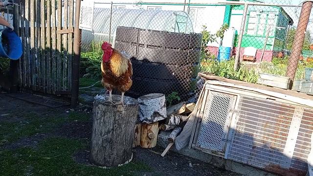 Будни пенсионерки в деревне. Хроника дня. смотреть онлайн