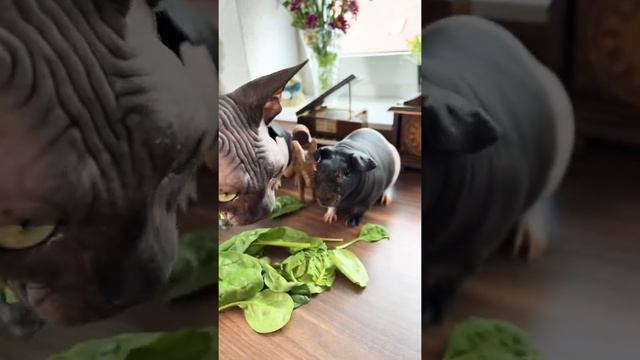 Лысая кошка сфинкс и лысые морские свинки на столе чудят смотреть онлайн
