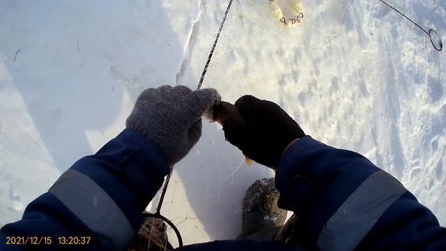 ЧТО ЭТО ТАКОЕ?! Ловля щуки на хапугу зимой. Рыбалка на амуре. Зимняя рыбалка 2021 на хлопок смотреть онлайн