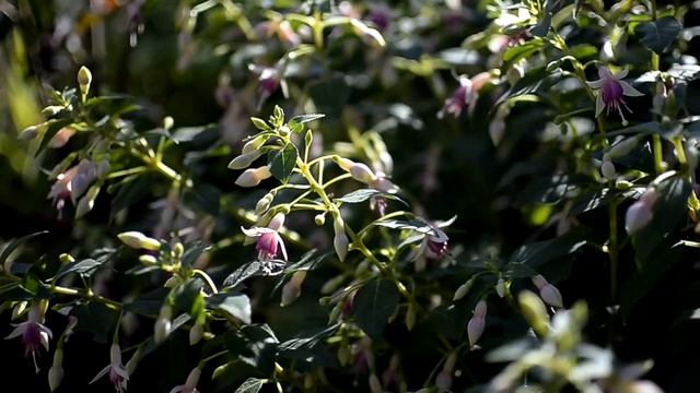 Фуксия Minirose, видеопортрет смотреть онлайн