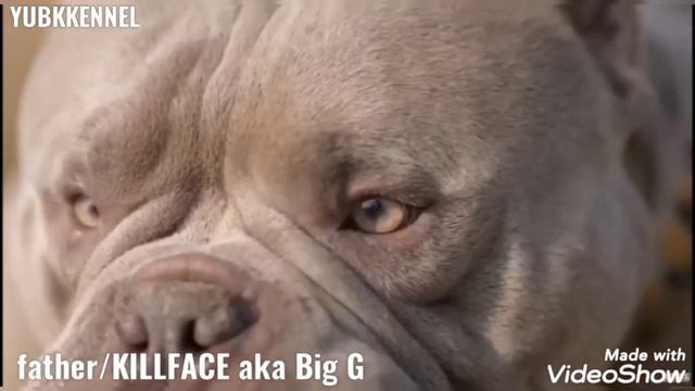 YUBKKENNEL #americanbully #exotic #exoticbully лиловый щенок американского булли, 4,5 месяца #булли