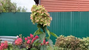 Метельчатая гортензия Металлика.