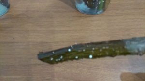 Верба(Ива остролистная). Полный цикл укоренения, от черенка до саженца/Rooting of holly willow