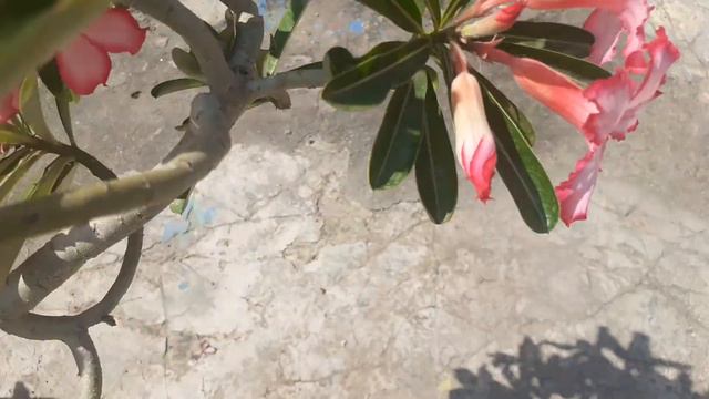 425. My Terrace Garden Overview 14 October 2021||Happy Ramnavmi, Durga Puja Dusherra