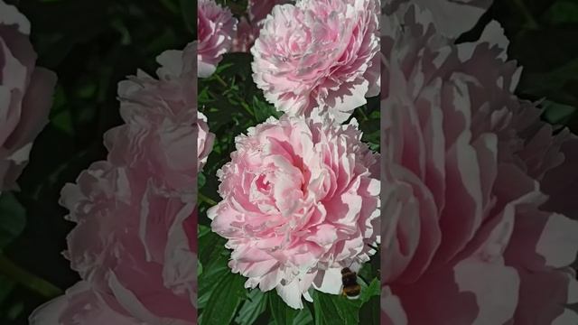 Наконец то распустился. Фаворит в саду Пион Александр Флеминг (Alexander Fleming смотреть онлайн