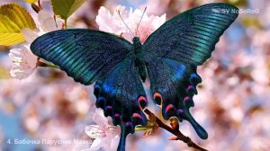 Бабочки Парусник Маака