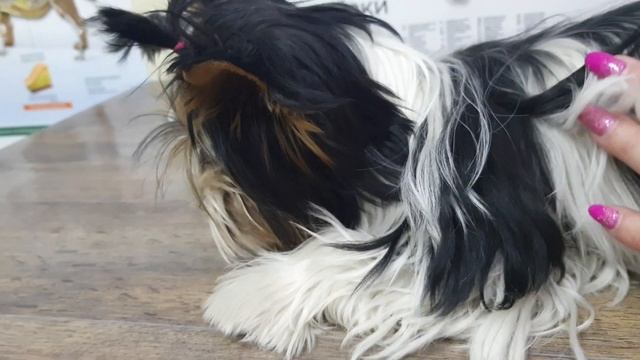 нужно ли щенку удалять молочные зубы? мы удаляем в клинике смотреть онлайн