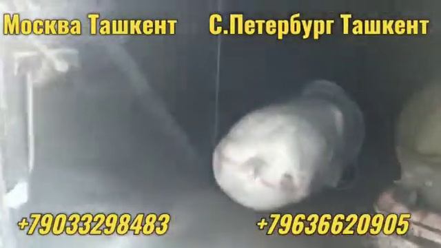 автобус москва-худжанд москва-ташкент Москва Бухара #прямой #рейс #Срочно #сегодня +79033298483 смотреть онлайн