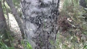 Можно ли ориентироваться в лесу по мху, часть 1